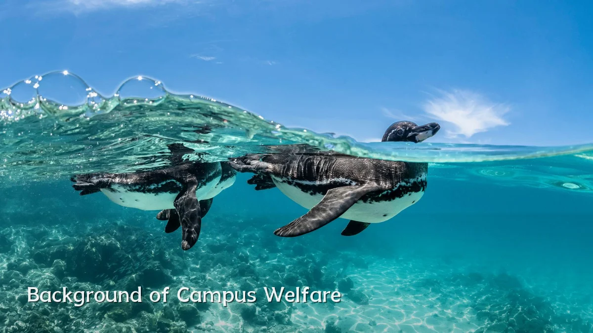 Background of Campus Welfare